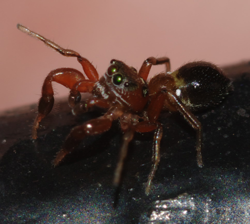 Salticidae: Synageles, molto probabilmente S. dalmaticus